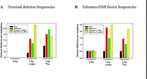 IR-induced chromosomal terminal deletions and telomere-DSB fusions are increased with tankyrase 1 siRNA knockdown