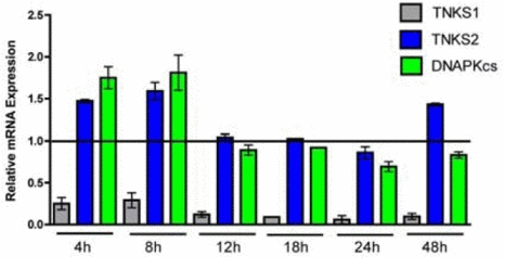 Time course of tankyrase 1 (TNKS1), tankyrase 2 (TNKS2) and DNA-PKcs relative mRNA expression following tankyrase 1 siRNA depletion