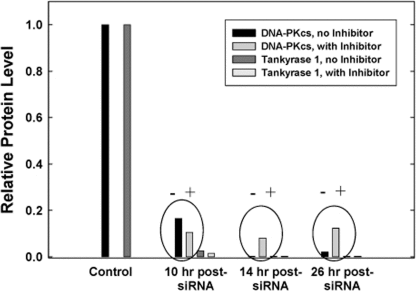 Proteasome inhibition facilitates DNA-PKcs protein recovery