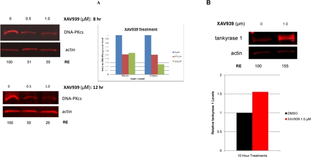 Inhibition of tankyrase PARP activity decreases DNA-PKcs and increases tankyrase 1 protein levels