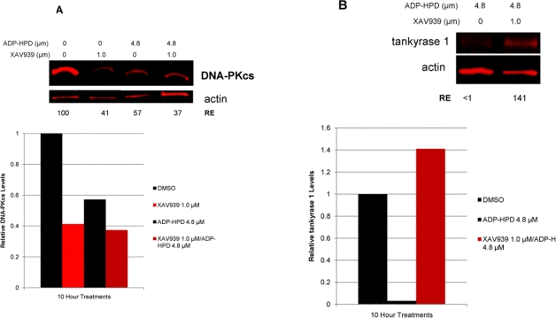 Inhibition of PARG activity reduces both DNA-PKcs and tankyrase 1 protein levels