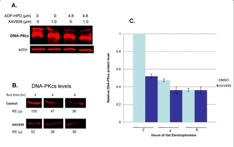 Identification of tankyrase-dependent high molecular weight forms of DNA-PKcs