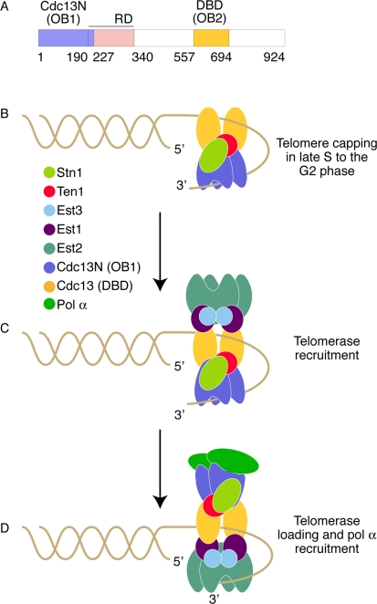 Model of Cdc13 dependent telomere length regulation