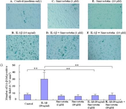 Effect of statn on chondrocyte aging in vitro.