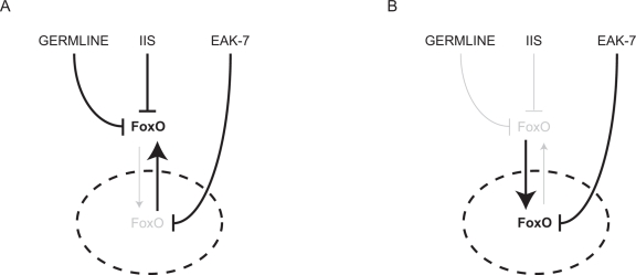 Hypothetical model of FoxO regulation by the germline, IIS, and EAK-7
