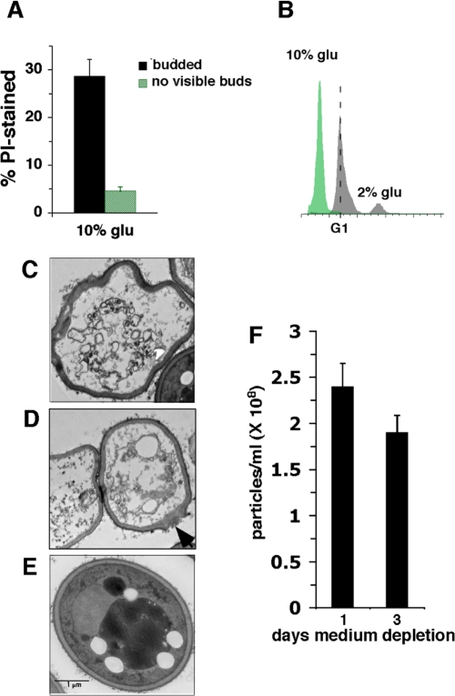 Effects of SC medium containing 10% or 2% glucose on cell death in stationary phase