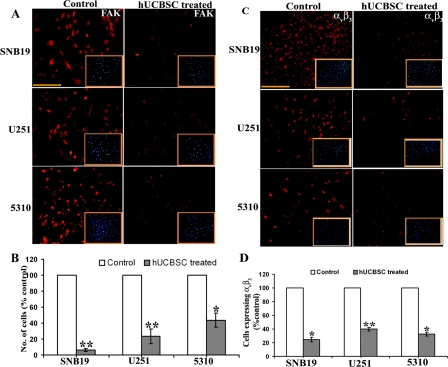 Detection of in situ expression of FAK and αvβ3