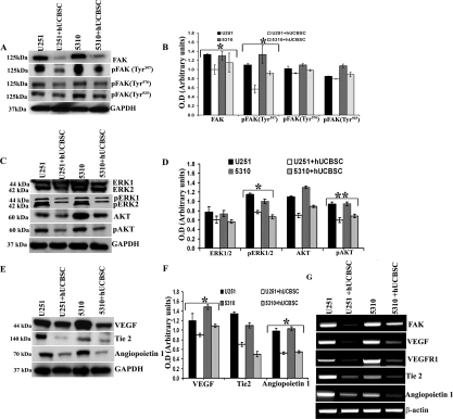 Inhibition of angiogenic molecules by hUCBSC in vivo