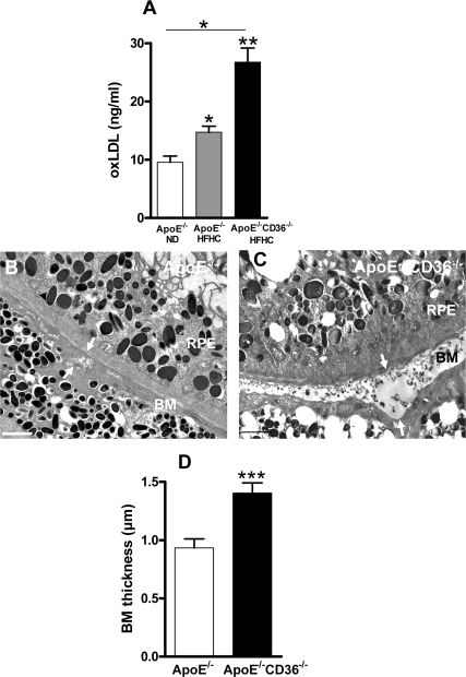 CD36 deficiency enhances BM thickness in high fat high cholesterol fed ApoE−/− mice