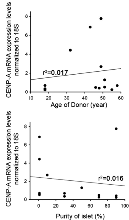 Human CENP-A mRNA expression is indepen-dent of donor age in islet and exocrine cells