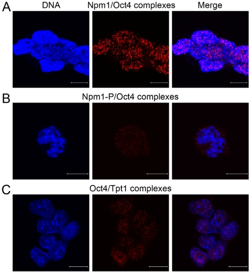 Oct4 physically interacts with Npm1 and Tpt1 in ES cells
