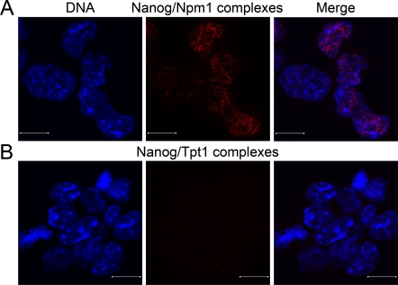 Npm1 and Nanog interact in ES cells