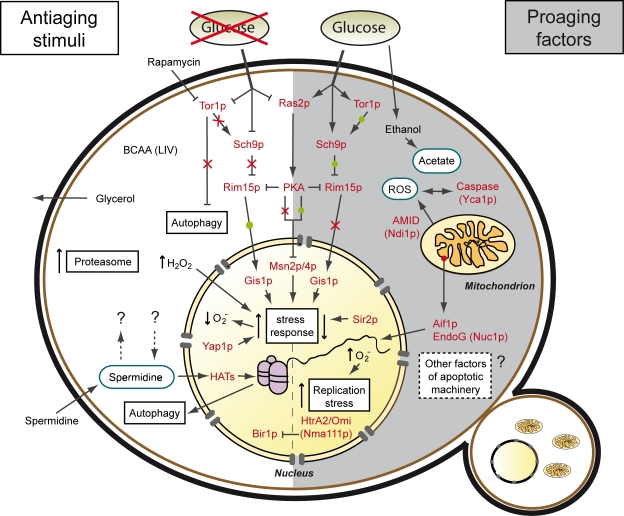 Stimuli and factors involved in yeast chronological aging