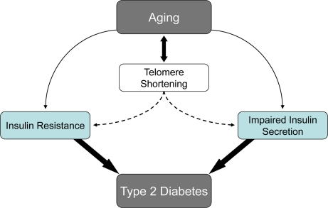 Aging is a well-established risk factor for Type 2 Diabetes