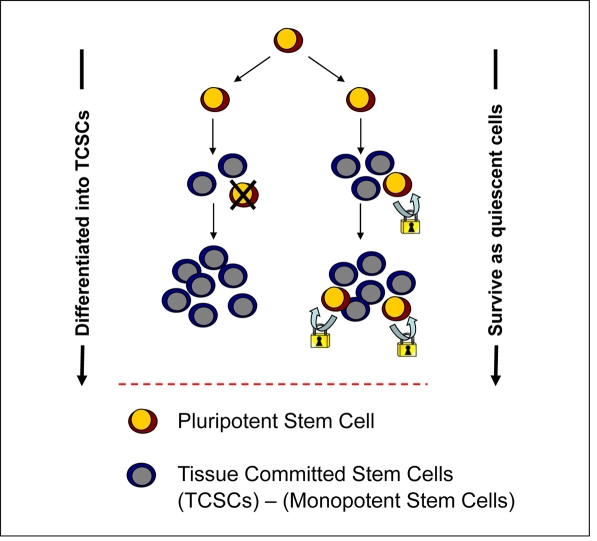 Potential VSEL contribution to tissue rejuvenation