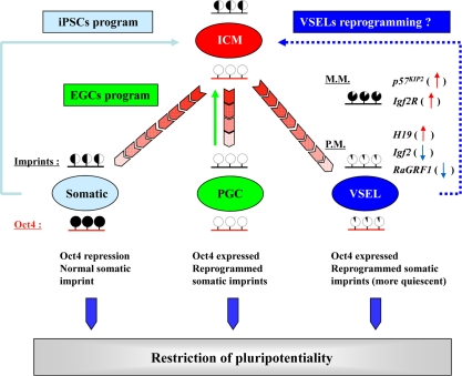 Reprogramming of genomic imprinting controls the pluripotentiality and quiescence of VSELs