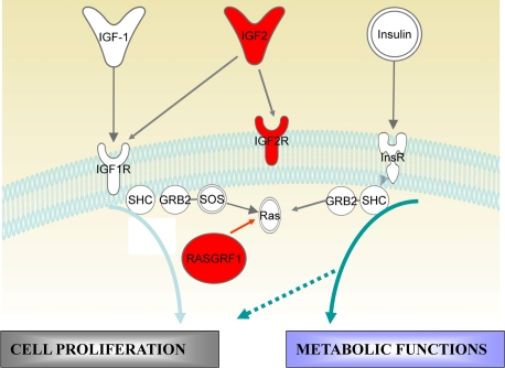 Insulin/Igf signaling and imprinted genes