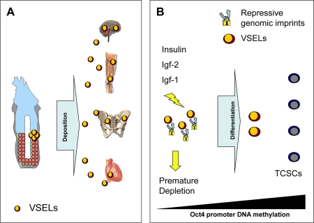 Hypothesis of developmental deposition of Oct4+ epiblast-derived VSELs in adult tissues and their depletion by chronic Insulin/Igf signaling