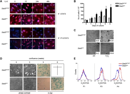 Phenotype of the Stat3C/C MEFs. Primary MEFs were derived from Stat3C/C or Stat3WT/WT embryos and experiments performed on at least three independent samples per genotype. (A) Constitutive nuclear localization of STAT3C. Cells of the indicated genotypes were treated or not with IL-6 and stained for total or tyrosine-phosphorylated STAT3. Nuclei are stained in blue with Hoechst. (B) Increased growth rates. 1.5*105 cells were plated and counted at the indicated times. Data are mean cell numbers ± s.e.m.. (C) Apoptosis protection. Cells were treated with H2O2 for 16 hours, photographed in phase contrast and stained with Annexin V. Numbers represent the percentage ± s.e.m. of Annexin V positive cells. (D) Delayed senescence. Phase contrast: note different viability at 0 and 3 weeks post-confluence. X-Gal: β-galactosidase activity assessed at 3 and 6 weeks post-confluence. Stat3WT/WT cells were all dead at 6 weeks. (E) Decreased ROS production. Cells were regularly passaged and intra-cellular ROS production measured at passage (P) 1, 3 or 4.