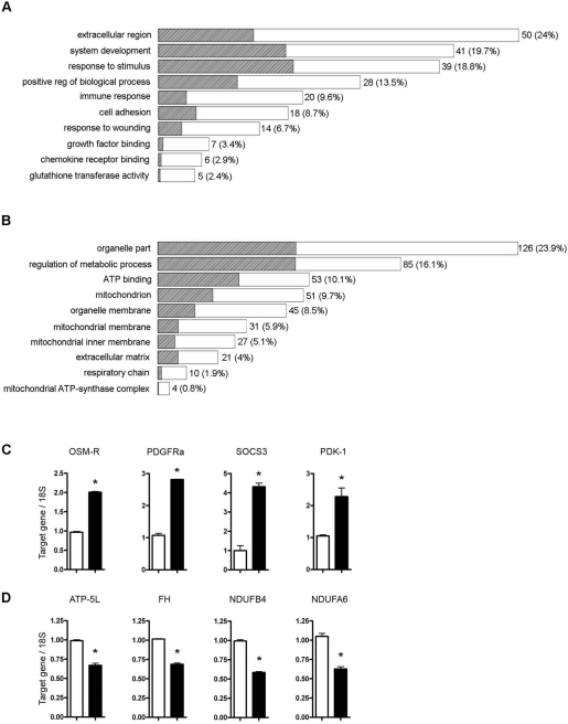 Gene Ontology (GO) analysis on genes differentially expressed in StatWT/WT and Stat3C/C cells. Selected over-represented Gene Ontology functional categories in the lists of genes up- (A) and down-regulated (B) in the Stat3C/C versus the StatWT/WT cells are shown. The statistical significance of the over-representation was evaluated with a one-sided exact Fisher test. The length of each bar is proportional to the number of differentially expressed genes in the functional category, as indicated by the numbers on the right side, and the shaded portion represents the same number as expected by chance. Numbers in brackets represent the percentage of up- or down-regulated genes that are annotated to the functional category. (C) and (D) Validation of some microarray data by Taqman RT-PCR quantification of the indicated RNAs. Data are shown as mean values ± s.e.m. of the indicated genes in cells derived from at least three independent embryos per genotype. (C) OSM-R, oncostatin M receptor; PDGF-Ra, platelet-derived growth factor receptor; SOCS3, Suppressor of Cytokine Signaling-3; PDK-1, pyruvate dehydrogenase kinase-1. (D) ATP-5L, ATP synthase, H+ transporting, mitochondrial F0 complex, subunit G; FH, fumarate hydratase; NDUFB4, NADH dehydrogenase (ubiquinone) 1 beta subcomplex subunit 4; NDUFA6, NADH dehydrogenase (ubiquinone) 1 alpha subcomplex subunit 6. *, p ≤ 0,01. Empty bars or filled bars, Stat3WT/WT or Stat3C/C MEFs.