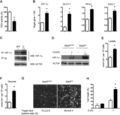 Glycolytic metabolism of Stat3C/C MEFs. The histograms represent mean values ± s.e.m. of three independent experiments. Empty bars or filled bars, Stat3WT/WT or Stat3C/C MEFs respectively. *, p A) Histograms show the pyruvate dehydrogenase (PDH) activity expressed as percentage of that detected in the Stat3WT/WT MEFs. (B) Taqman RT-PCR quantification of HIF-1α, hypoxia-inducible factor-1α; GLUT-1, glucose transporter-1; PFK-L, phospho-fruktokinase-liver type; ENO-1, enolase-1. (C,D) HIF-1α protein quantification. (C) Immunoprecipitation followed by Western blot of total protein extracts with anti-HIF-1α antibodies. ACTIN was quantified in the total extracts as a loading control. The numbers at the top of the lanes represent the quantification of the HIF-1α-specific signals upon normalization to IgGs. (D) Western blot. Cells were treated or not with Cobalt Chloride (CoCl2) for 4 hours and nuclear protein extracts were stained for HIF-1α and ACTIN as an internal control. The numbers at the top of the lanes represent the quantification of the HIF-1α-specific signals upon normalization to ACTIN. (E) Lactate production was measured in the culture medium as a function of concentration, time and cell number. (F) Glucose intake was calculated as the difference in glucose concentration in the medium before and after cell culturing. (G,H) Increased sensitivity of Stat3C/C MEFs to glucose deprivation. (G) Cells were grown for 48 hours in medium with no glucose and cell viability evaluated by trypan blue staining. Numbers show the percentage ± s.e.m. of trypan blue positive cells. (H) Cells were treated for 48 hours with the glucose analogue 2-DG. Cell death was measured by flow cytometry and represented as the portion of cells in the sub G1/G0 region upon propidium iodide staining.