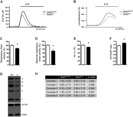 Decreased mitochondrial activity and enhanced ATP/ADP ratio of Stat3C/C MEFs. (A) Mitochondrial Ca2+ homeostasis. MEFs of the indicated genotypes were transduced with a mitochondria-targeted aequorin (AEQ), which was measured then upon challenging with 100 μM ATP as indicated. (B) ATP-induced changes in ATP concentration in mitochondria. MEFs were transiently transfected with a mitochondria-targeted luciferase 36 hours prior to ATP measurement, and data expressed as a percentage of the initial value. (A,B) Data are representative of at least 10 traces, each from 3 independent experiments. (C) Respiratory chain activity measured with resazurine. *, p D) Maximal respiratory chain activity, measured with the use of resazurine in the presence of 300nM FCCP. *, p E) Mitochondrial membrane potential. *, p C-E) Data are mean ± s.e.m., expressed as percentage of the value detected in the Stat3WT/WT MEFs. (F) ATP/ADP ratio was expressed as mean ± s.e.m.of four independent samples per genotype. *, p C-F) Empty bars or filled bars, Stat3WT/WT or Stat3C/C MEFs respectively. (G) Western blot with antibodies against specific ETC components. CI subunit NDUFB8, complex I; CII-30kD, complex II; CIII-Core protein, complex III; CIV subunit, complex IV; CV alpha subunit, complex V. Actin and SOD2 were used as internal control for total and mitochondrial content. (H) Quantification of the different complexes, shown as mean ± s.e.m. of three independent samples per genotype. P values are shown.