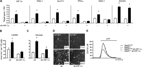HIF-1α silencing normalizes glycolytic metabolism but not mitochondrial activity of Stat3C/C MEFs. Empty bars or filled bars, Stat3WT/WT or Stat3C/C MEFs respectively, either silenced or not for HIF-1α (sh-HIF-1α), represent mean values ± s.e.m. of three independent experiments. *, p ≤ 0,001. (A) Taqman RT-PCR quantification of the indicated mRNAs. (B-D) Lactate production, glucose intake and sensitivity to glucose deprivation were measured as described in the legend to Fig. 3. (E) Mitochondrial Ca2+ homeostasis, measure as described in the legend to Figure 4.