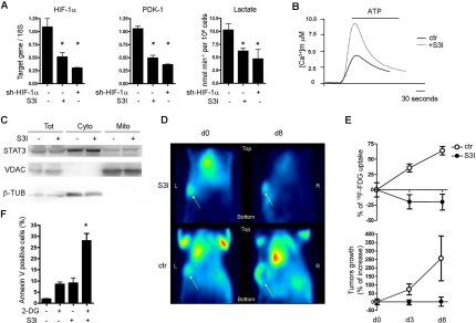 In vitro and in vivo STAT3-dependent glycolytic metabolism in MDA-MB468 human breast tumour cells. (A) Expression of the indicated mRNAs (by Taqman RT-PCR) and lactate production were measured in MDA-MB468 cells, either treated with the S3I STAT3 inhibitor for 12 hours or silenced for HIF-1α, as indicated. Data are shown as mean values ± s.e.m. of three independent experiments. *, p ≤ 0,001. (B) The mitochondrial Ca2+ response was assessed as described in the legend to Figure 4, in cells either treated or not with S3I for 12 hours. (C) STAT3 sub-cellular localization was assessed as described in the legend to Figure 5. (D) Tumour 18F-FDG uptake. Mice were inoculated with MDA-MB468 cells and tumours let grow up to 60 mm3 prior to S3I and 18F-FDG treatment. Images were acquired at the indicated times after the first S3I treatment. Shown are coronal section of tumour of one (out of five) S3I-treated (8 days) and one (out of three) control mice. Yellow arrows indicate the tumours. (E) The upper graph represents the variation of glucose uptake normalized over tumour size at the indicated times after starting S3I treatment. % of 18F-FDG uptake= (Suvd=n - Suvd=0)*100/ Suvd=0. The lower graph represents the mean tumour volume ± s.e.m. at the same times. Note decreased glucose uptake at day 3 (d3) and 8 (d8) upon S3I treatment, compared to constant tumour volume. (F) Co-operativity between glucose deprivation and S3I treatment. Cells were treated for 48 hours with the glucose analogue 2-DG and S3I, either alone or in combination, at sub-optimal concentrations. Data are shown as the percentage ± s.e.m. of Annexin V positive cells. *, p 