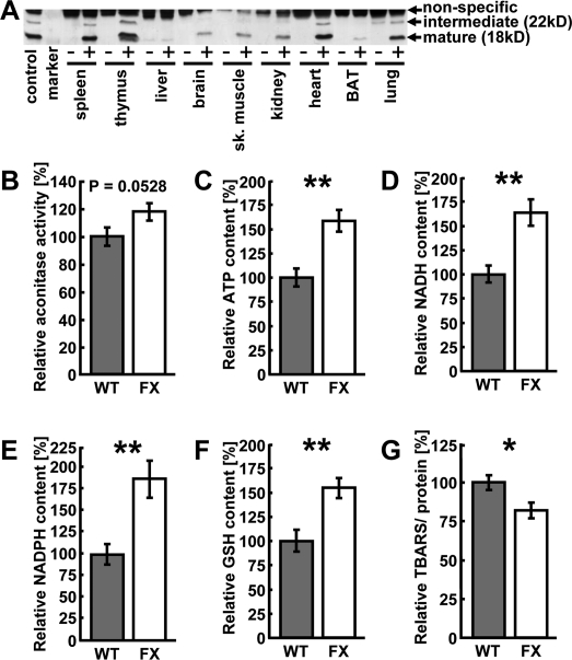 Over-expression of frataxin induces mito-chondrial metabolism and ROS defense in the heart