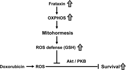 Activation of mitochondrial metabolism induces mitohormesis, hereby increasing stress resistance and survival of cardiomyopathy