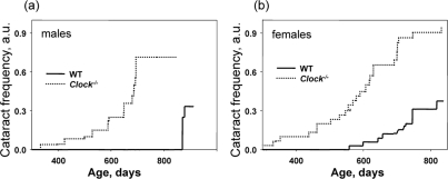 Deficiency of CLOCK results in increased rate of cataract development