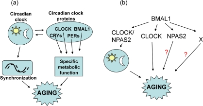 Model for the involvement of the circadian clock and circadian clock proteins in the control of aging