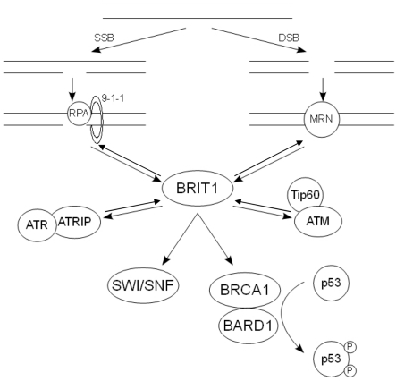 The action of the key DDR components following DNA damage. Following SSBs, RPA is recruit-ed to the ssDNA along with the 9-1-1 complex. This in turn recruits the ATR-ATRIP complex, allowing ATR to phosphorylate and activate its downstream substrates. Damage that results in DSBs causes the recruitment of the MRN complex, which binds and activates ATM. The pathways at least partially con-verge on BRIT1, which regulates the expression of BRCA1. The BRCA1-BARD1 complex in turn regulates the phosphorylation state of p53.