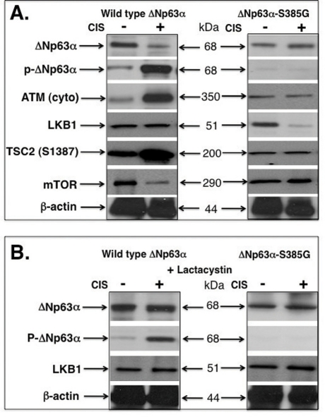 Cisplatin induces the p-ΔNp63α and LKB1 protein levels in SCC cells