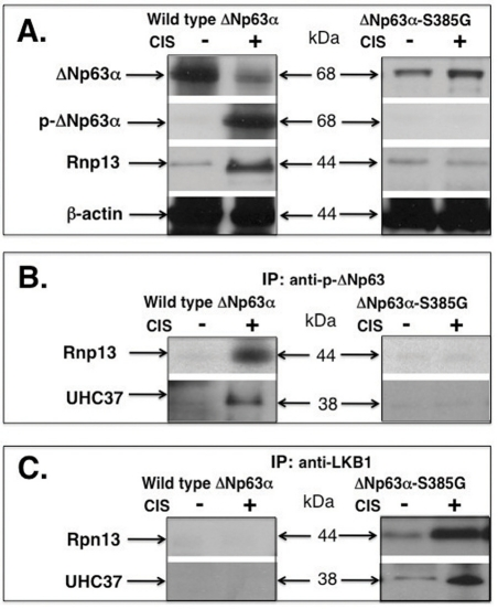 Cisplatin induces a protein complex formation between p-ΔNp63α and Rpn13 in wild type ΔNp63α cells and between Rpn13 and LKB1 in ΔNp63α-S385G cells
