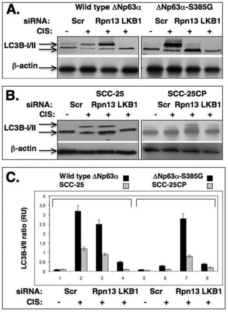 Cisplatin induces the autophagic process through a LKB1 up-regulation