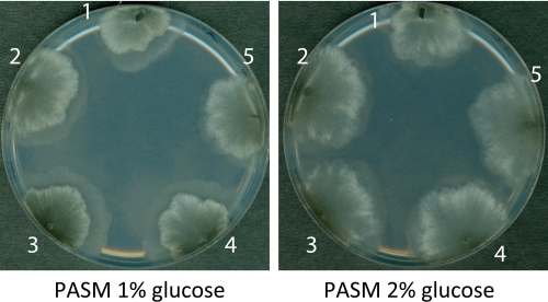 Phenotypic comparison between the wild type and transgenic glyoxalase strains