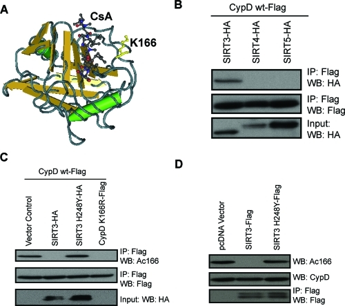 SIRT3 binds to and deacetylates CypD at K166