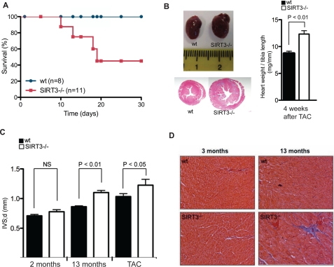 Age- and stress-dependent development of cardiac hypertrophy in SIRT3 −/− mice