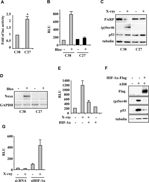 HIF-1α antagonizes p53 apoptotic activity