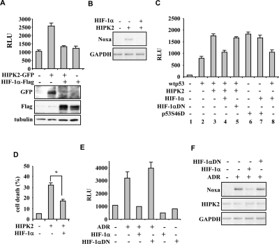 HIPK2-induced p53 apoptotic activity is impaired by HIF-1α