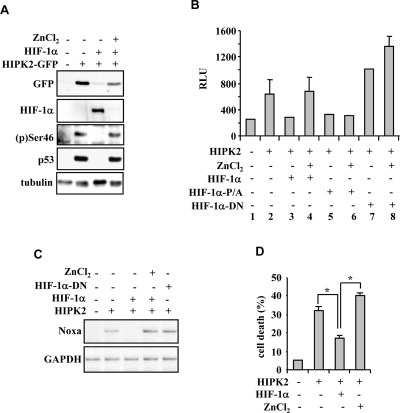 Zinc reactivates the HIF-1α-inhibited HIPK2/p53 signalling