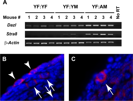 Ovarian Stra8 expression is increased by exposure to blood of aged males