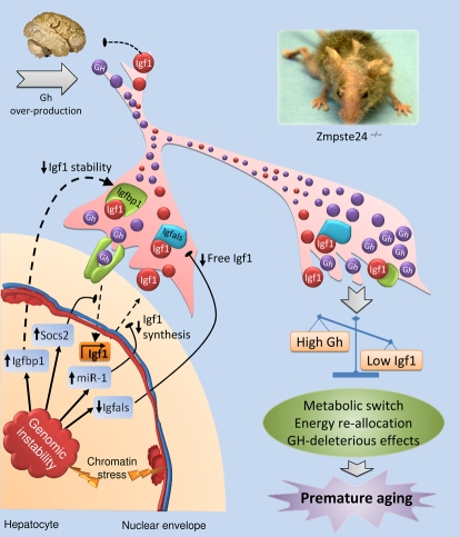 Rejuvenating somatotropic signaling: a therapeutical opportunity