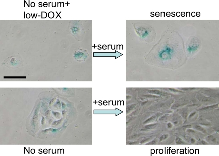 Serum stimulation converts Dox-locked quiescence into senescence in RPE cells