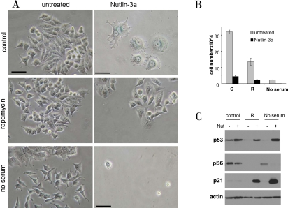 Rapamycin and serum starvation prevents nutlin-induced senescence in MCF-7 cells