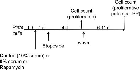 Experimental schema: transient induction of p53 in proliferating versus quiescent cells