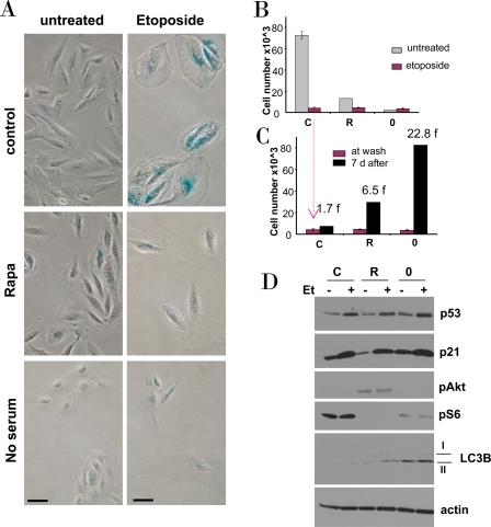 Effects of rapamycin and serum starvation on etoposide-induced senescence in RPE cells
