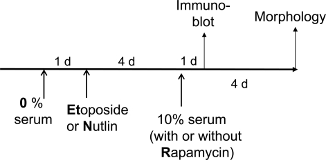 Schema. Serum stimulation of quiescent cells locked by p53