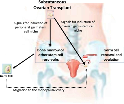Hypothesis for spontaneous pregnancies after subcutaneous transplantation of ovarian tissues